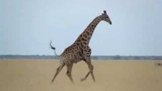 Running Giraffe in Botswana [upl. by Wendall126]