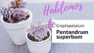 👩🏼‍🌾 Lo Que Querías saber de Graptopetalum Superbum 🌸 [upl. by Aleksandr]