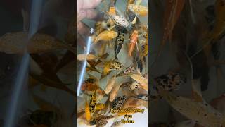 dumbo ears balloon molly Frys update viral aquarium trending mollyfish fishtank [upl. by Raffaj]