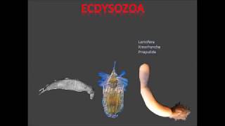 Ecdysozoa parte 1 [upl. by Yenettirb]