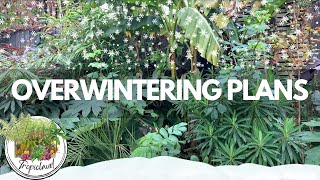 Overwintering Tour Nov 24 UK Tropical Style Garden [upl. by Llehcram]