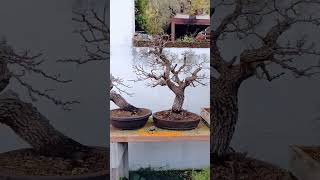 Hawthorn Bonsai trees bonsai [upl. by Belmonte]