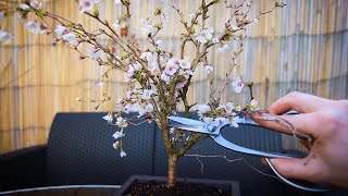 How to Bonsai a Fuji Cherry Tree [upl. by Ahsinert]