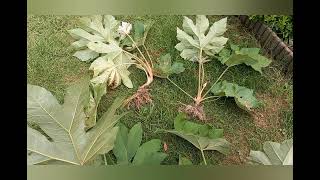 Tetrapanax papyrifera steroidial giant  division par prélèvement des rejets [upl. by Eduardo]