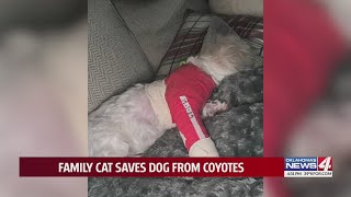 Family cat saves dog from coyotes [upl. by Nylirac]