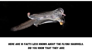 Flying Squirrels  Natures Wonder [upl. by Trebmer730]