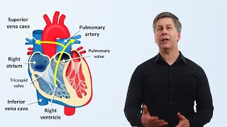 The Cardiovascular System An Overview [upl. by Eirellav]