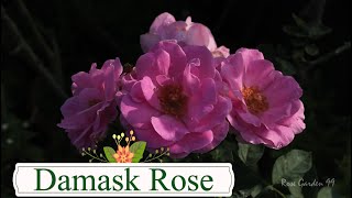 The Damask Rose Flower  One of the worlds most ancient rose plant  Paneer Rose Plant [upl. by Rouvin]