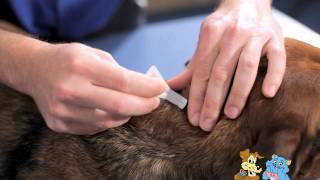 Applying a spot on treatment to your pet  Reservoir Vet Clinic [upl. by Oicneconi]