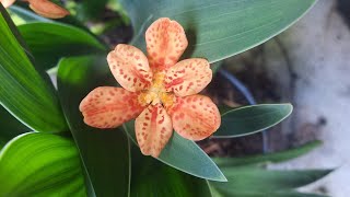 Blackberry Lily Iris domestica  Belamcanda chinensis [upl. by Lomasi]