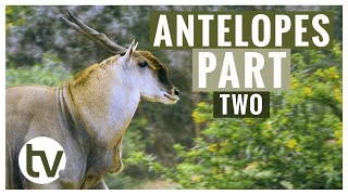 Antelope and their Habitats Part 2 Eland Waterbuck Oryx and Black Wildebeest [upl. by Kiker125]