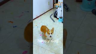 Hilarious Dog Pops a Bunch of Balloons in Seconds 🎈🐕😂 funnydogs balloonpop [upl. by Madella]