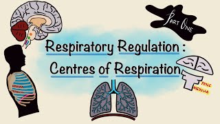 Respiratory Regulation  Part One  Centres of Respiration  Respiratory Physiology [upl. by Asilej139]