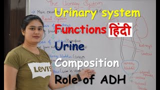 Urinary system in Hindi  urine composition  functions  organs  Rajneet medical education [upl. by Latnahs377]