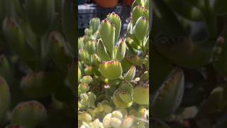 Cotyledon Tomentosa Bear Paw is such a cutie 😊 succulents cotyledon [upl. by Idnahs]