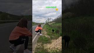 Emaciated Dog could Barely Stand when We Found found on the Roadside rescue animals dog shorts [upl. by Fiedler]