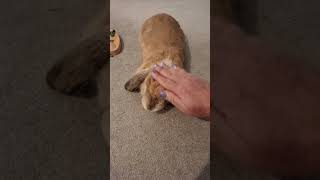 Bunny Falling Asleep Having Head Rubs freeroamrabbit bunny rabbit shortsfeed shorts [upl. by Ritter]