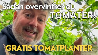 Tag stiklinger af din bedste tomatplante  og lav kopier af den til næste år [upl. by Raila]