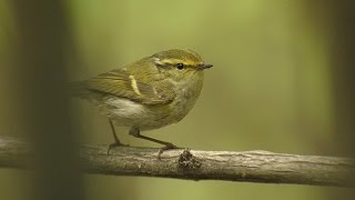 Pallass Warbler  Phylloscopus proregulus [upl. by Atcele503]