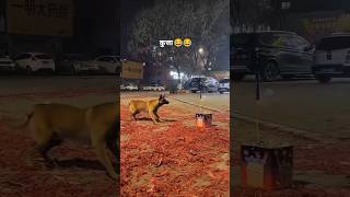 Dog tries to chase firework 🤪😂 reels funny funnyvideo funnyshorts diwali2024 diwali [upl. by Craggy]