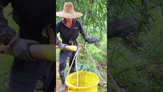 The bamboo shoots after the rain are crisp and tender farming [upl. by Noret]