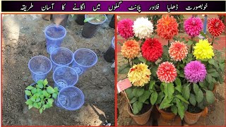 How To Grow Dahlias At home garden  how to grow dahlia from seeds  indian dahlia grow bulbs [upl. by Ruth832]