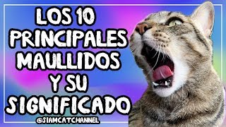 ¿Qué Te Quiere Decir Tu Gato 10 Maullidos De Gatos y Su Significado  SiamCatChannel [upl. by Eniamart]