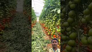 Tomato 🍅 farming  tamatar ki kheti indiankrishi tomato farming [upl. by Porush]