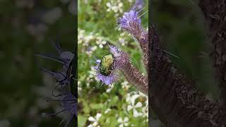 Golden Cetonia  Cétoine Dorée nature insect phacelia spring flower gardening  france [upl. by Atinrehs]