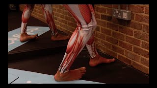 Peroneus Fibularis Brevis LEG Stretch for All standing – iStretch [upl. by Teerprug]