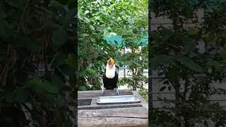 Toco Toucan eating beauty Ramphastos Toco tourofsivasri birds tocotoucan [upl. by Cilurzo847]