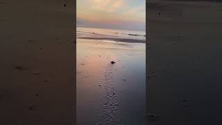 The Cutest Sea Turtle Hatchlings on Hilton Head Island [upl. by Filide]