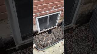 Installation new drain for old basement window [upl. by Galasyn468]