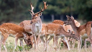 Deer Sound At Zoo [upl. by Julissa]