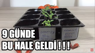 DOMATES ÇİMLENDİRME EN HIZLI METOD ve SONRASI EKİM Serpiştirme tomato [upl. by Fortunio418]