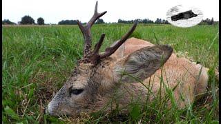 ROEBUCK HUNTING IN AUGUST 2024  SPECIAL TROPHY [upl. by Cirde838]