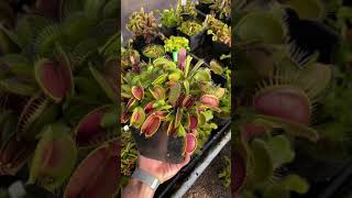 Dionaea muscipula Ginormous [upl. by Tally963]