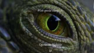 Survival on the Brink  Wildlife Documentary on the Cayos Cochinos Honduras [upl. by Ok]