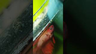 Betta😭 breeding💯நாள்1💔தவறுகள்❌bettafishbreedingtravelguppyaquariumfoodiechennaivlogstamil [upl. by Konikow]