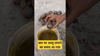 आलू उगाने का आसान तरीका – थर्माकोल बॉक्स में छत पर उगाएं Simple Steps to Grow Potatoes on Rooftopquot [upl. by Drexler104]