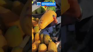 🥭 ¡El paraíso de los mangos Tenemos curiosidad [upl. by Aneetak]