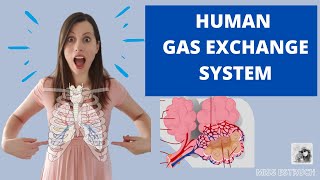 Human GAS EXCHANGE SYSTEM  A level Biology Learn the structures ventilation and gas exchange [upl. by Einnov852]