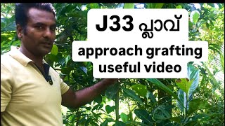 Approach Grafting Method 99 Succesful agriculture grafting jackfruit [upl. by Einra11]