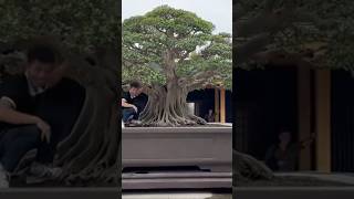 Beautiful Bonsai Works🌳🌲💥500shorts shortsvideo beautifulbonsai art khuebonsai🥰❤️ [upl. by Selby]