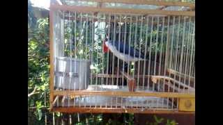 cardenal rojo cantando [upl. by Marfe317]