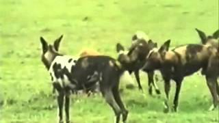 Hyena vs African Wild Dogs [upl. by Anilram]