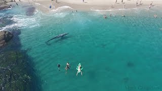 Whale visits beachgoers in Laguna Beach [upl. by Aisauqal710]