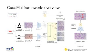 ICIP 2024 Oral CodaMal Contrastive Domain Adaptation for Malaria Detection in LowCost Microscopes [upl. by Hubie]