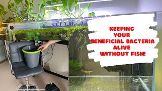 How to keep your beneficial bacteria alive without fish [upl. by Ydissak]