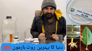 how to use pgr plant growth regulator iba indol 3 butyric acid for rooting [upl. by Saied483]